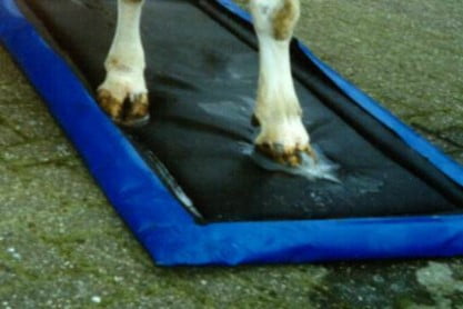 Klauwmat Ontsmettingsmat Koe